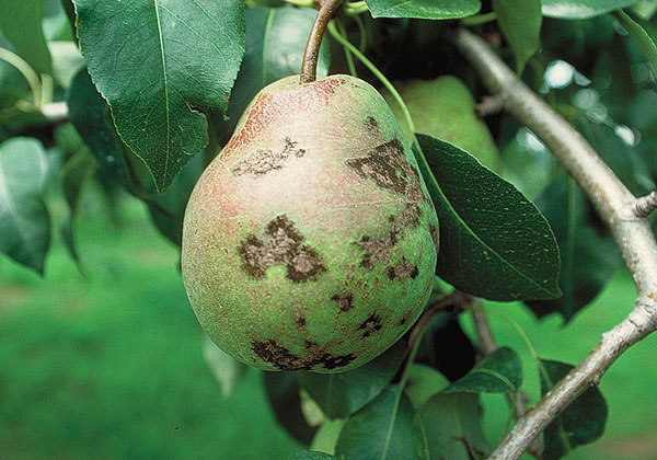 The "Venturia" fungus that causes pear scab overwinters in twig lesions as well as on fallen leaves.